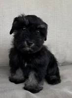 Bo Peep, a female Miniature Schnauzer for sale in Houston, TX – 4 of 10