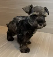 Maverick, a male Miniature Schnauzer for sale in Houston, TX – 4 of 7