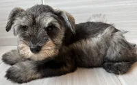 Robbie, a male Miniature Schnauzer for sale in Houston, TX – 4 of 5