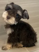 Paco, a male Miniature Schnauzer for sale in Houston, TX – 3 of 10
