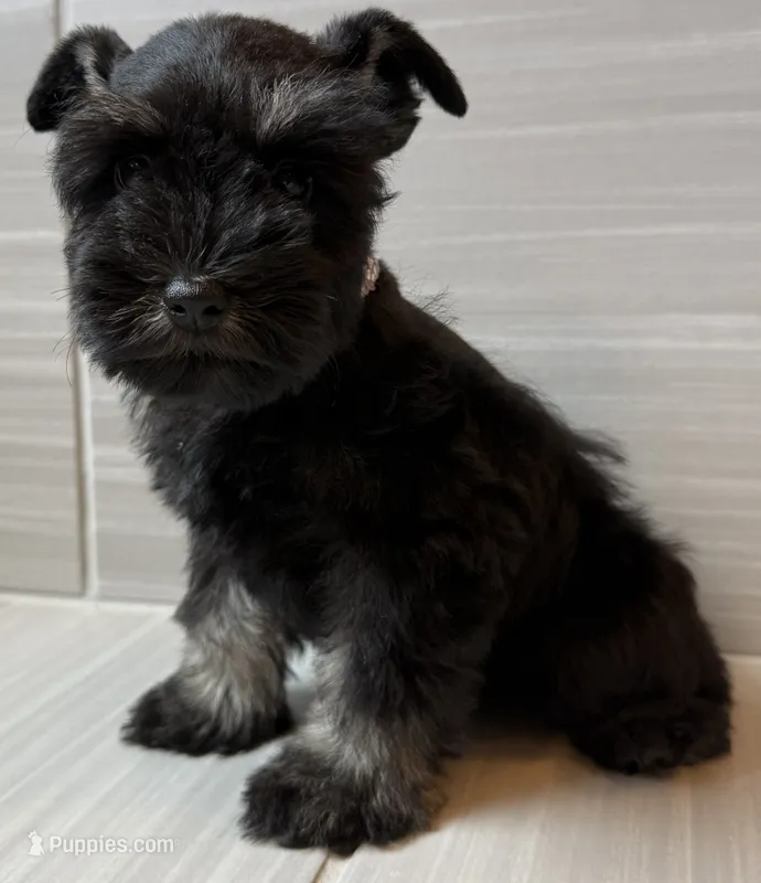 Beyonce – Miniature Schnauzer puppy for sale in Houston, TX