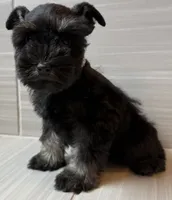 Beyonce, a female Miniature Schnauzer for sale in Houston, TX – 1 of 6
