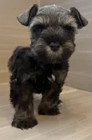Maverick, a male Miniature Schnauzer for sale in Houston, TX – 5 of 7