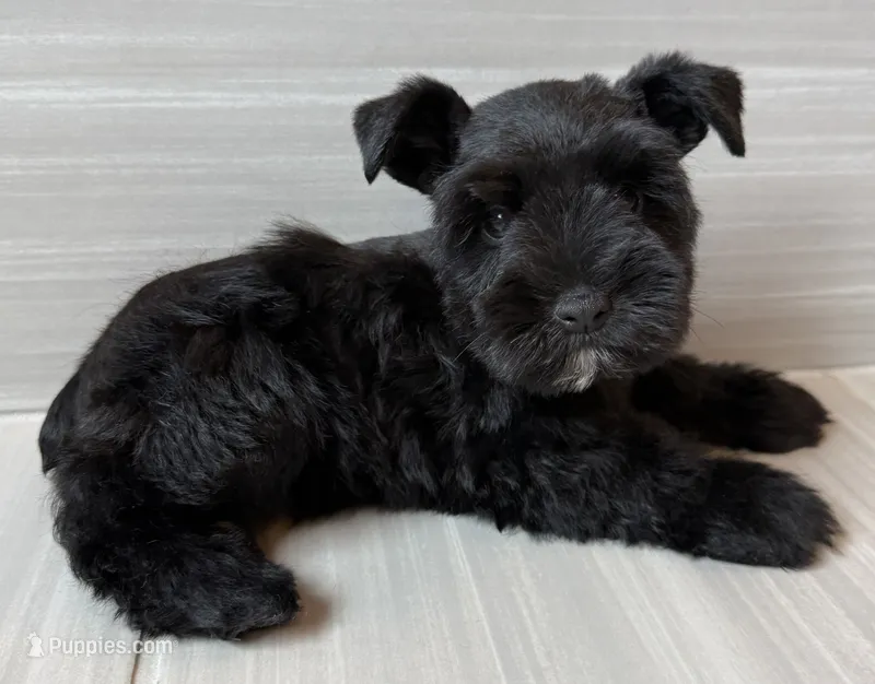 Orion – Miniature Schnauzer puppy for sale in Houston, TX