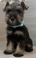 Trixie, a female Miniature Schnauzer for sale in Houston, TX – 3 of 6