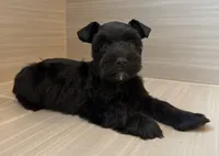 Orion, a male Miniature Schnauzer for sale in Houston, TX – 5 of 8