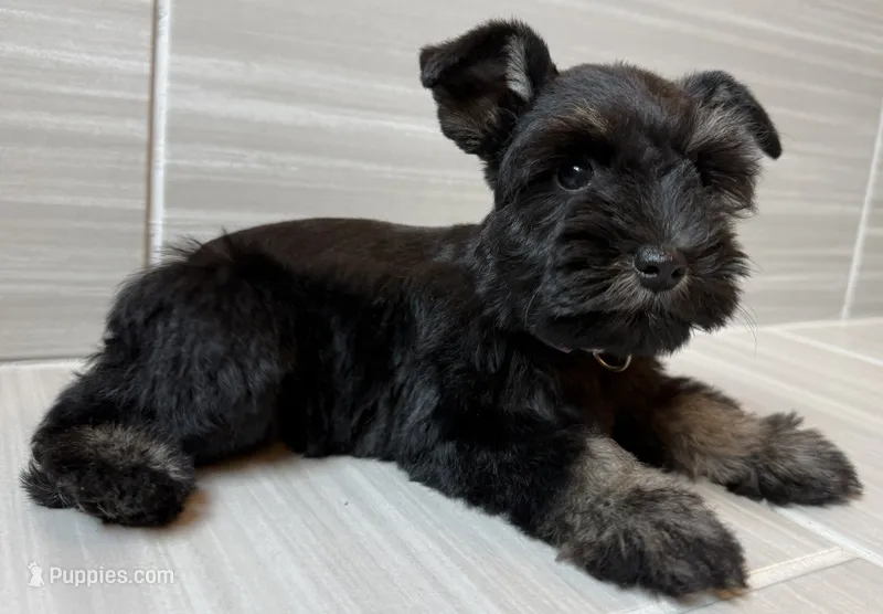 Bonnie – Miniature Schnauzer puppy for sale in Houston, TX