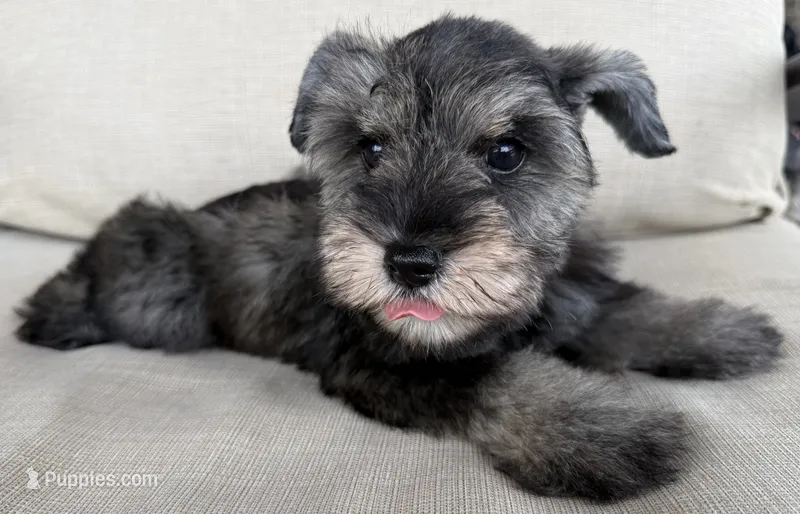 Robbie – Miniature Schnauzer puppy for sale in Houston, TX
