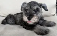 Robbie, a male Miniature Schnauzer for sale in Houston, TX – 1 of 5