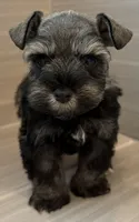 Maverick, a male Miniature Schnauzer for sale in Houston, TX – 2 of 7