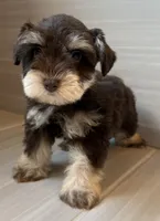 Paco, a male Miniature Schnauzer for sale in Houston, TX – 4 of 10