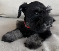 Bo Peep, a female Miniature Schnauzer for sale in Houston, TX – 8 of 10