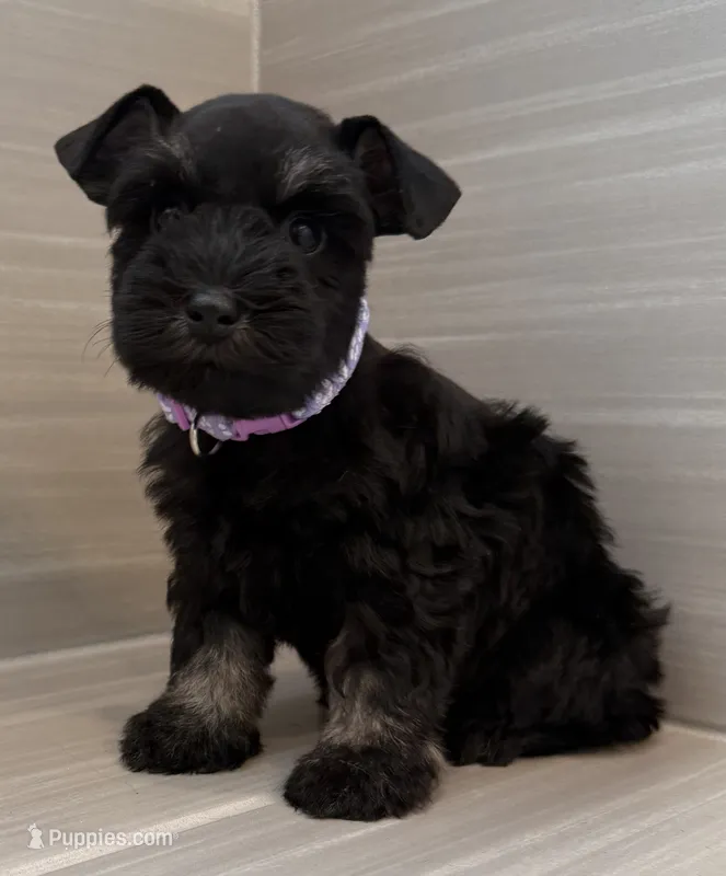 Bonnie – Miniature Schnauzer puppy for sale in Houston, TX