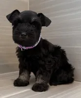 Bonnie, a female Miniature Schnauzer for sale in Houston, TX – 1 of 7