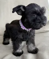 Beyonce, a female Miniature Schnauzer for sale in Houston, TX – 3 of 6
