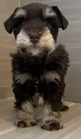 Cosmo, a male Miniature Schnauzer for sale in Houston, TX – 7 of 9