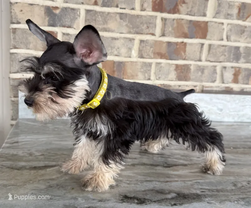 Ralphie – Miniature Schnauzer puppy for sale in Houston, TX