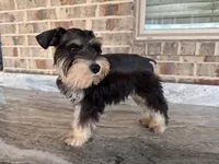 He-Man, a male Miniature Schnauzer for sale in Houston, TX – 2 of 5