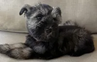 Jessie, a female Miniature Schnauzer for sale in Houston, TX – 9 of 10