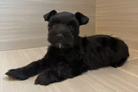 Orion, a male Miniature Schnauzer for sale in Houston, TX – 1 of 8