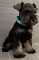 Trixie, a female Miniature Schnauzer for sale in Houston, TX – 2 of 6
