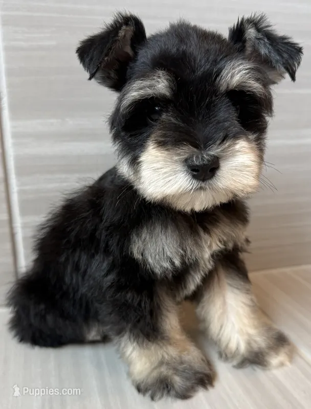 Pablo – Miniature Schnauzer puppy for sale in Houston, TX
