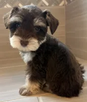 Paco, a male Miniature Schnauzer for sale in Houston, TX – 9 of 10