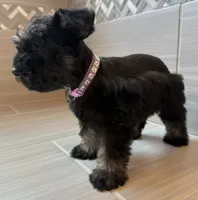 Beyonce, a female Miniature Schnauzer for sale in Houston, TX – 2 of 6
