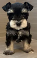 Apollo, a male Miniature Schnauzer for sale in Houston, TX – 3 of 7