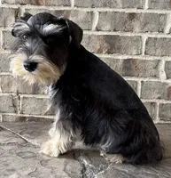 McGee, a male Miniature Schnauzer for sale in Houston, TX – 5 of 7