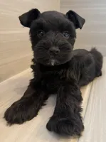 Orion, a male Miniature Schnauzer for sale in Houston, TX – 6 of 8