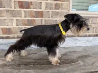 He-Man, a male Miniature Schnauzer for sale in Houston, TX – 4 of 5