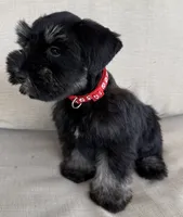 Bella, a female Miniature Schnauzer for sale in Houston, TX – 3 of 8