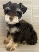 Paco, a male Miniature Schnauzer for sale in Houston, TX – 10 of 10