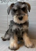 Harmony, a female Miniature Schnauzer for sale in Houston, TX – 8 of 10