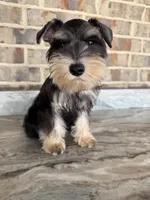 He-Man, a male Miniature Schnauzer for sale in Houston, TX – 5 of 5