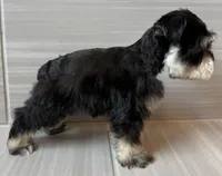 Pablo, a male Miniature Schnauzer for sale in Houston, TX – 4 of 8