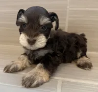 Comet, a male Miniature Schnauzer for sale in Houston, TX – 2 of 9