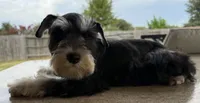 McGee, a male Miniature Schnauzer for sale in Houston, TX – 6 of 7