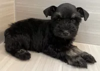 Bonnie, a female Miniature Schnauzer for sale in Houston, TX – 3 of 7