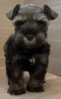 Maverick, a male Miniature Schnauzer for sale in Houston, TX – 6 of 7
