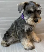 Betty, a female Miniature Schnauzer for sale in Houston, TX – 3 of 7