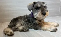 Harmony, a female Miniature Schnauzer for sale in Houston, TX – 10 of 10