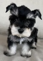Pablo, a male Miniature Schnauzer for sale in Houston, TX – 2 of 8