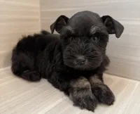 Bonnie, a female Miniature Schnauzer for sale in Houston, TX – 5 of 7