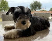 McGee, a male Miniature Schnauzer for sale in Houston, TX – 3 of 7