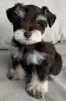 Paco, a male Miniature Schnauzer for sale in Houston, TX – 7 of 10