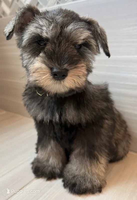 Buzz – Miniature Schnauzer puppy for sale in Houston, TX