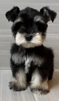 Pablo, a male Miniature Schnauzer for sale in Houston, TX – 8 of 8