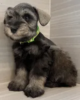 Buzz, a male Miniature Schnauzer for sale in Houston, TX – 7 of 8